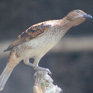 Spotted Bowerbird (Chlamydera maculata)