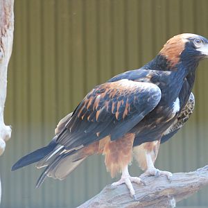 Black-breasted Buzzard (Hamirostra melanosternon)