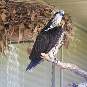 Osprey (Pandion haliaetus)