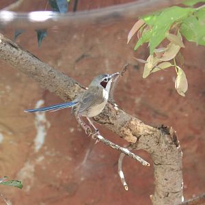 Female Purple-crowned Fairy Wren (Malurus coronatus)