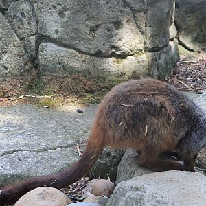 Brush-tailed Rock Wallaby (Petrogale penicillata)