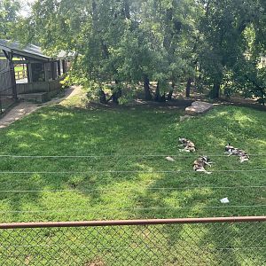 Africa - Painted Dog Exhibit