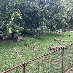 Africa - Painted Dog Exhibit