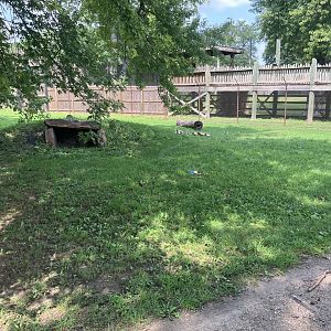 Africa - Painted Dog Exhibit
