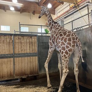 Africa - Indoor Giraffe Exhibit