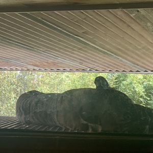 (1.0) Kembali the Sumatran Tiger asleep on replica jeep in Rangers Station exhibit in Tiger Trek