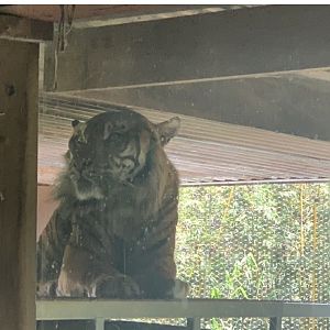 (1.0) Kembali the Sumatran Tiger wakes up on top of replica jeep in Rangers Station exhibit in Tiger Trek