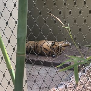 Sumatran Tiger asleep in western edge of Waterfall exhibit in Tiger Trek