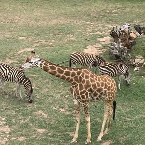 Giraffe & Plains Zebra