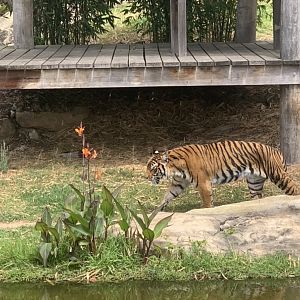 (0.1) Nika the Tiger