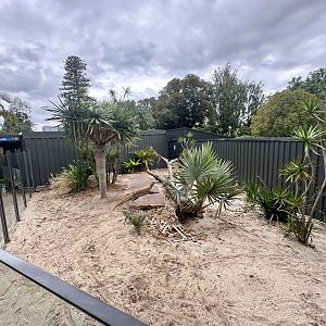 Komodo Dragon Outdoor Exhibit