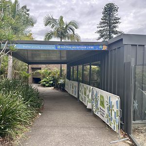 Komodo Dragon Indoor Viewing