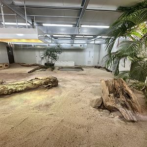 Komodo Dragon Indoor Exhibit