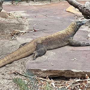 Cecilia (Komodo Dragon)
