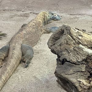 Raba (Komodo Dragon)