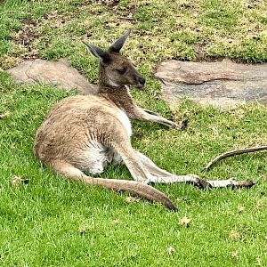 Western grey kangaroo (Macropus fuliginosus)