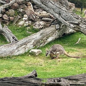 Yellow-footed rock wallaby (Petrogale xanthopus)
