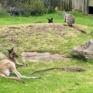 Macropods