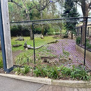 Dingo Exhibit (Currently Vacant)