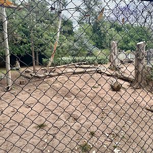 Dingo Exhibit (Currently Vacant)