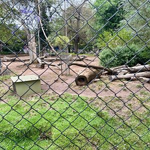 Dingo Exhibit (Currently Vacant)