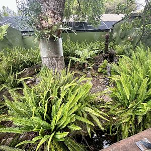 Tasmanian Devil Exhibit