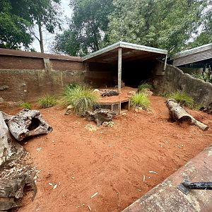 Southern Hairy-nosed Wombat Exhibit