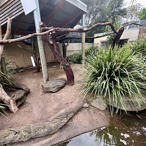 Koala/Long-nosed Potoroo Exhibit