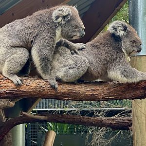 Koala (Phascolarctos cinereus)