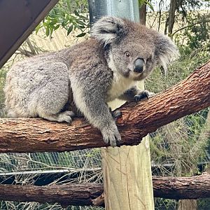 Koala (Phascolarctos cinereus)