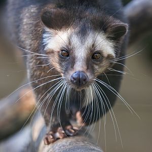 Sumatran White-bearded Civet (Aspen) / Hamerton / 13-11-24