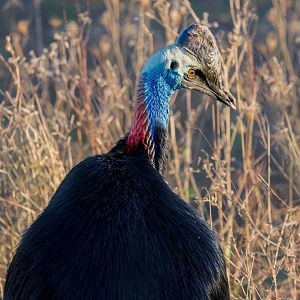 Johnston's Cassowary / Hamerton / 27-11-24