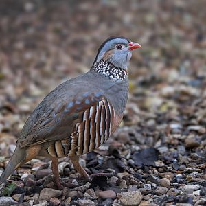 Barbary Partridge / Hamerton / 27-11-24