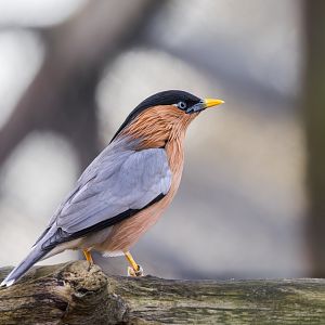 Brahminy starling / Hamerton / 27-11-24