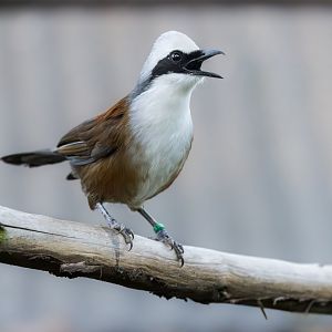 White-crested Laughingthrush / Hamerton / 27-11-24
