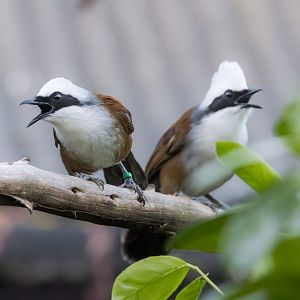 White-crested Laughingthrush / Hamerton / 27-11-24