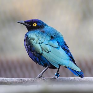 Glossy Starling / Hamerton / 27-11-24