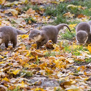 Asian short-clawed Otter kits / Hamerton / 13-11-24