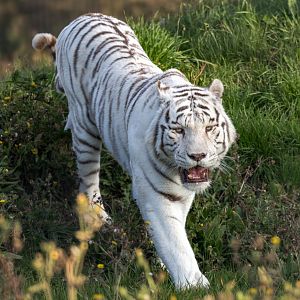 White Bengal Tiger (Mohan) / Hamerton / 13-11-24