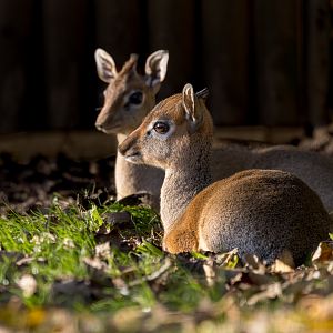 Kirk's Dik-dik (m&f) / Hamerton / 13-11-24