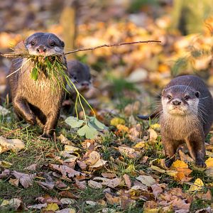 Asian Short-clawed otter (Clyde & Gretta) / Hamerton / 13-11-24