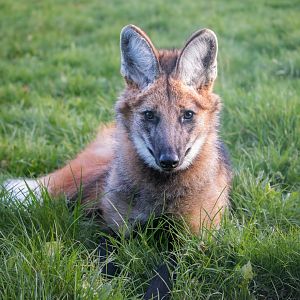 Maned Wolf 'cub' (Boone) / Hamerton / 13-11-24