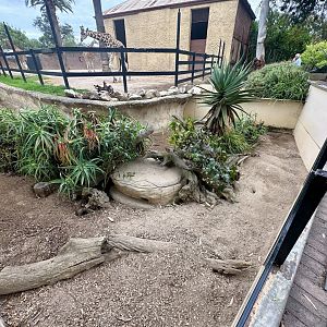 Slender-tailed Meerkat Exhibit