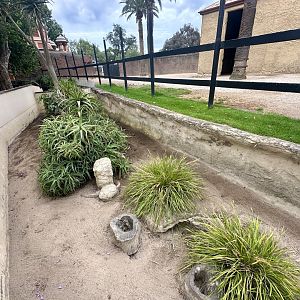 Slender-tailed Meerkat Exhibit