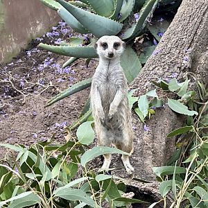 Slender-tailed meerkat (Suricata suricatta)