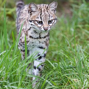 Oncilla / Hamerton / 7-11-24