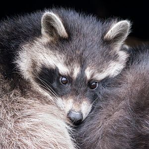 North American or Common Raccoon / Hamerton / 7-11-24
