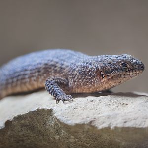 Gidgee Skink / Hamerton / 7-11-24