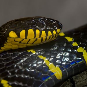 Mangrove Snake (f) / Hamerton / 7-11-24