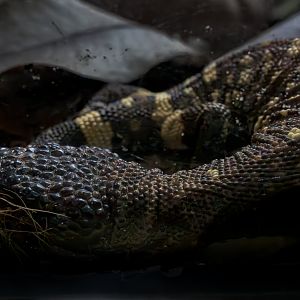 Rio Fuerte Beaded Lizard / Hamerton / 7-11-24